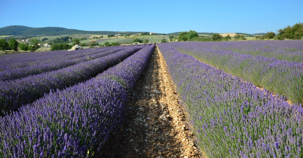 Lavendel in de provence